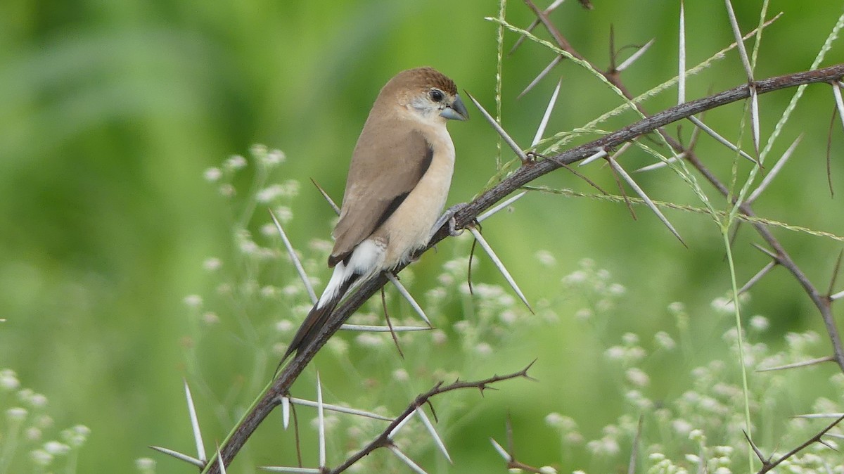 Indian Silverbill - ML254410481