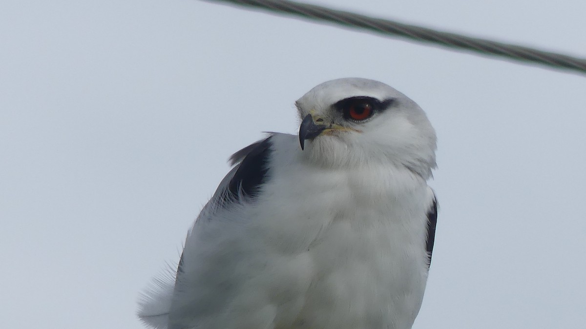 Black-winged Kite - ML254410691