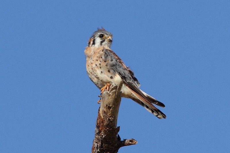 American Kestrel (Northern) - ML254410731