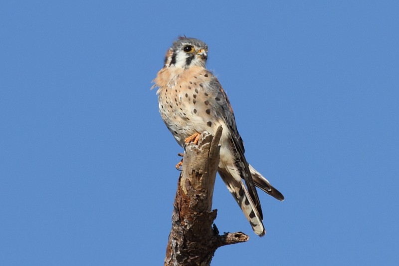 American Kestrel (Northern) - ML254410751