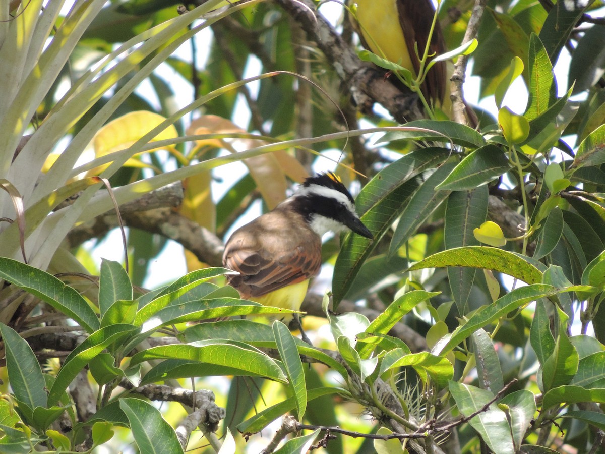 Great Kiskadee - Lee Jones