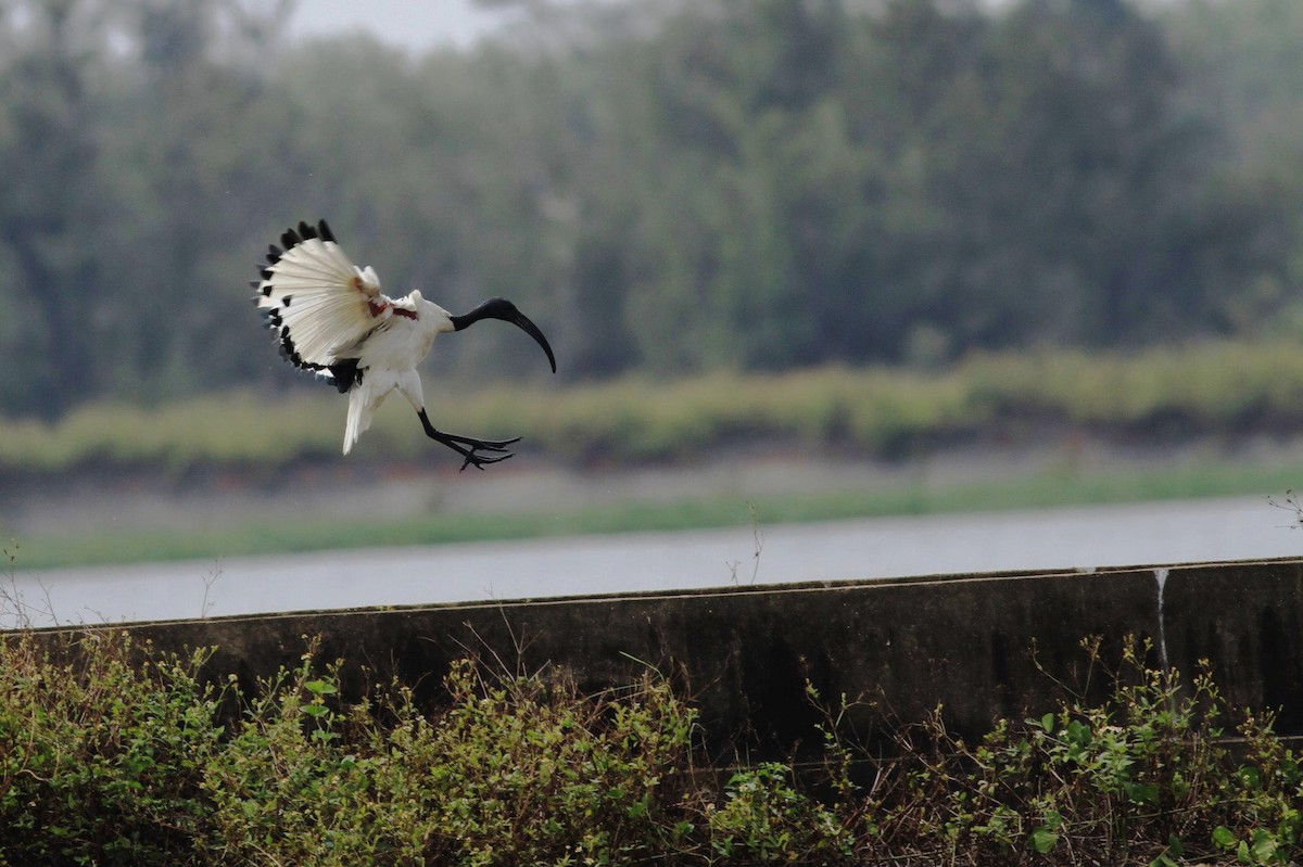 ibis posvátný - ML254411841