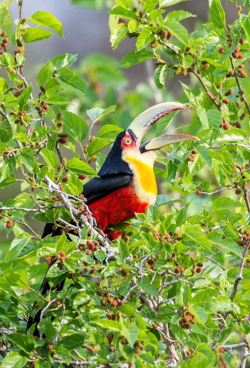 Red-breasted Toucan - ML254413881