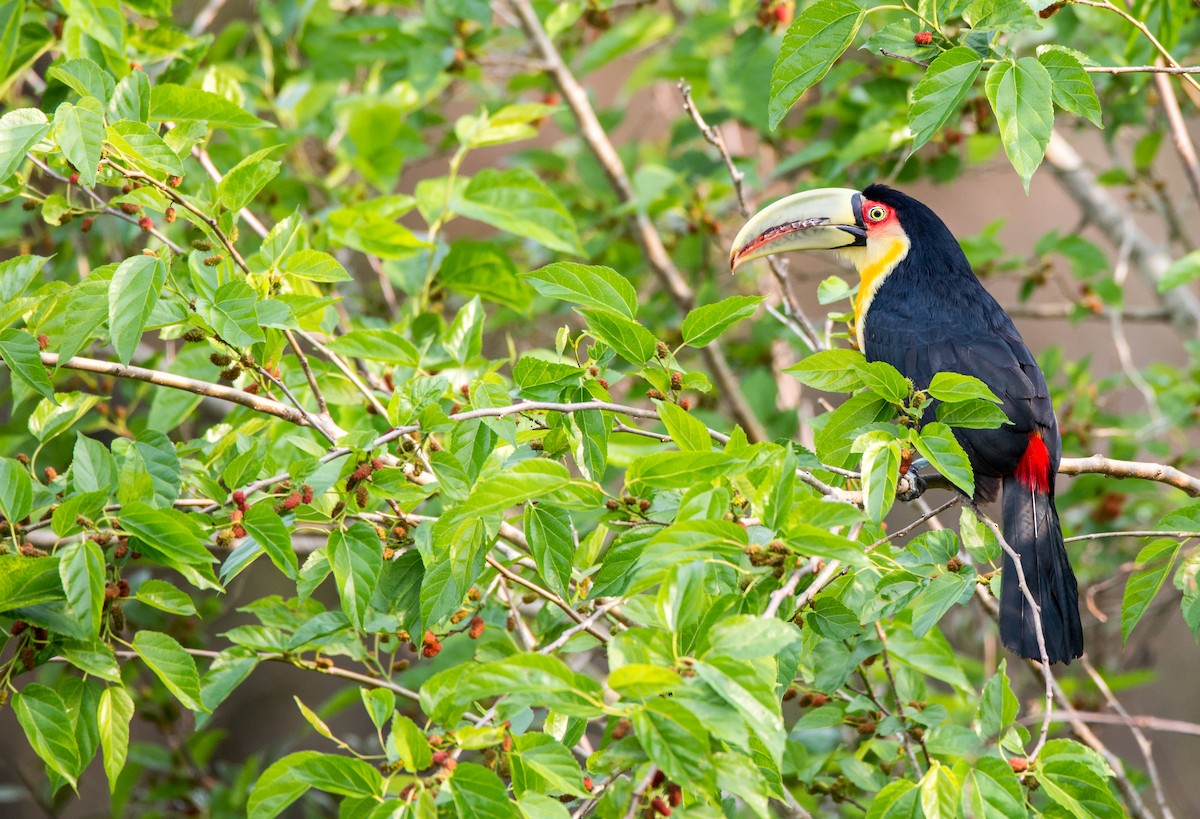 Red-breasted Toucan - ML254413921