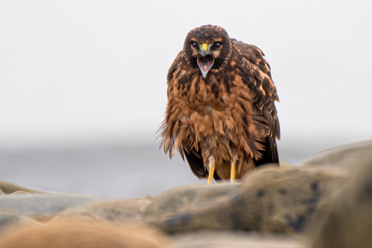 Northern Harrier - ML254415451