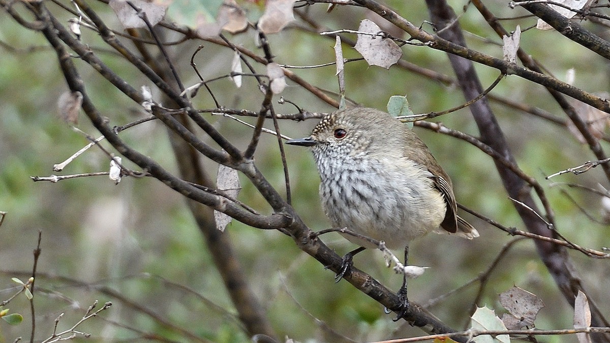 Inland Thornbill - ML254417791