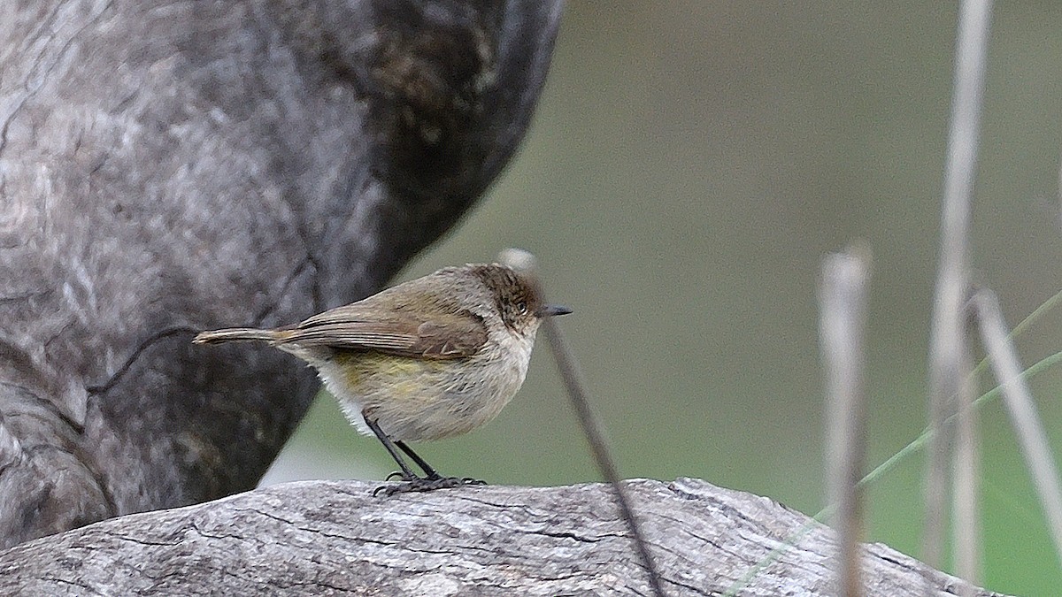 Western Thornbill - ML254417841