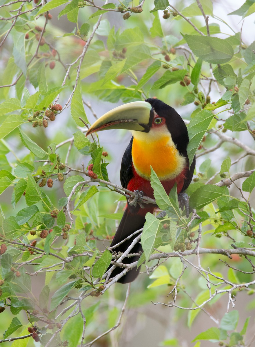 Red-breasted Toucan - ML254418881