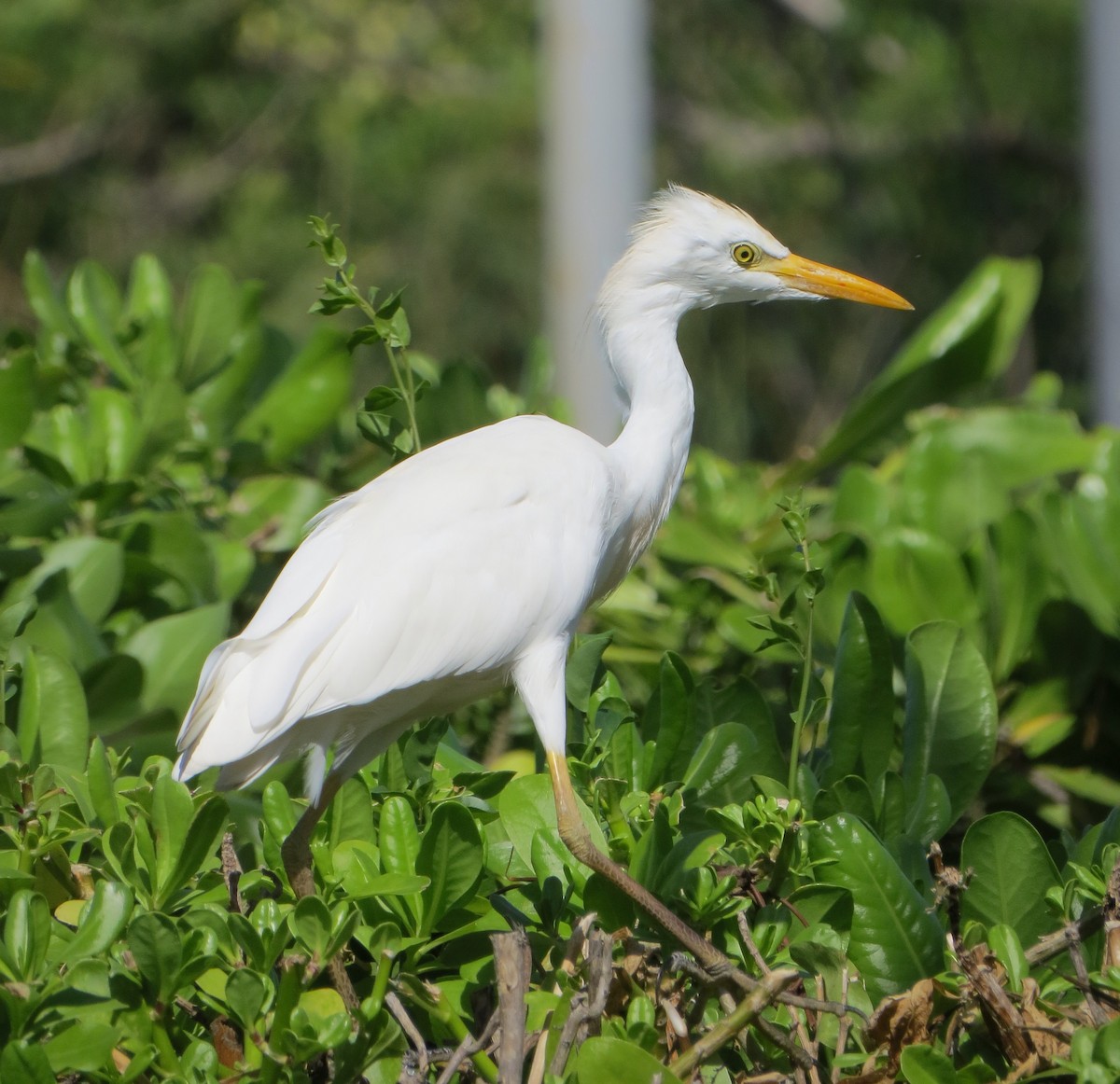 Western Cattle Egret - ML25442061