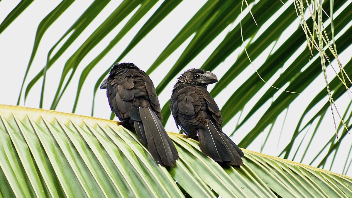 Smooth-billed Ani - Roberto Jovel