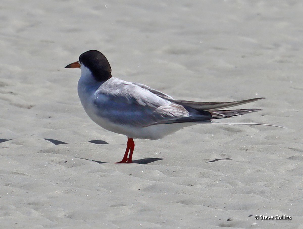 Forster's Tern - Steve Collins