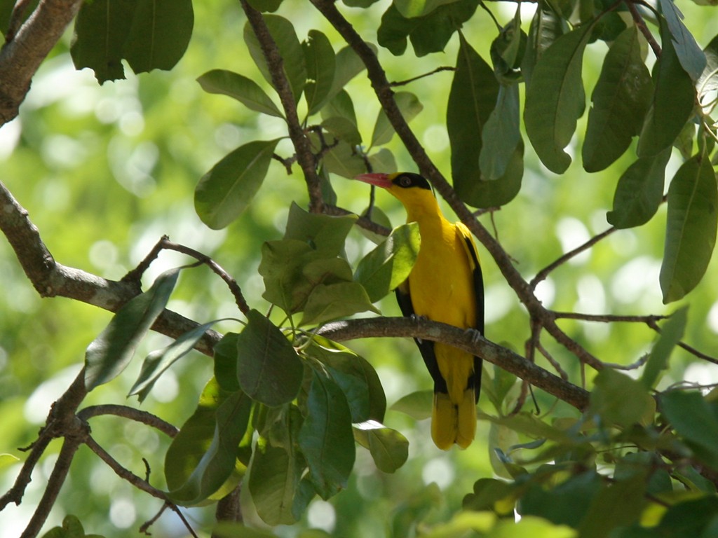 Black-naped Oriole - ML254424621