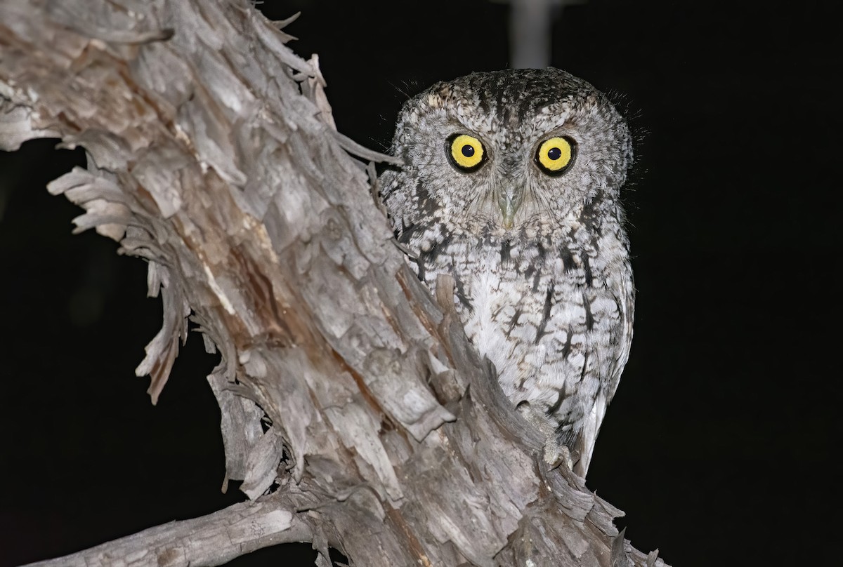 Whiskered Screech-Owl - ML254425191