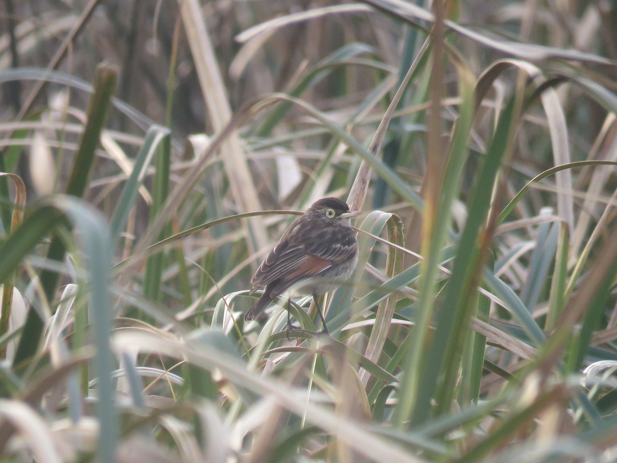 Spectacled Tyrant - ML254426071