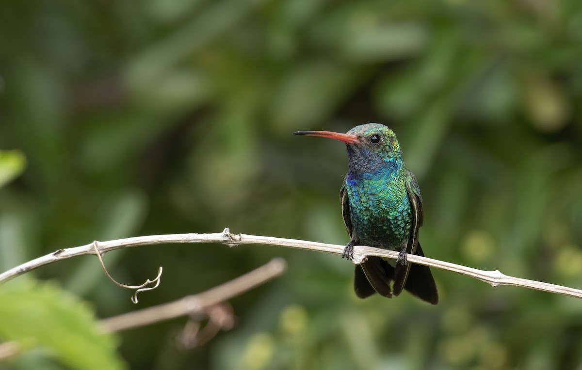 Broad-billed Hummingbird - ML254426481