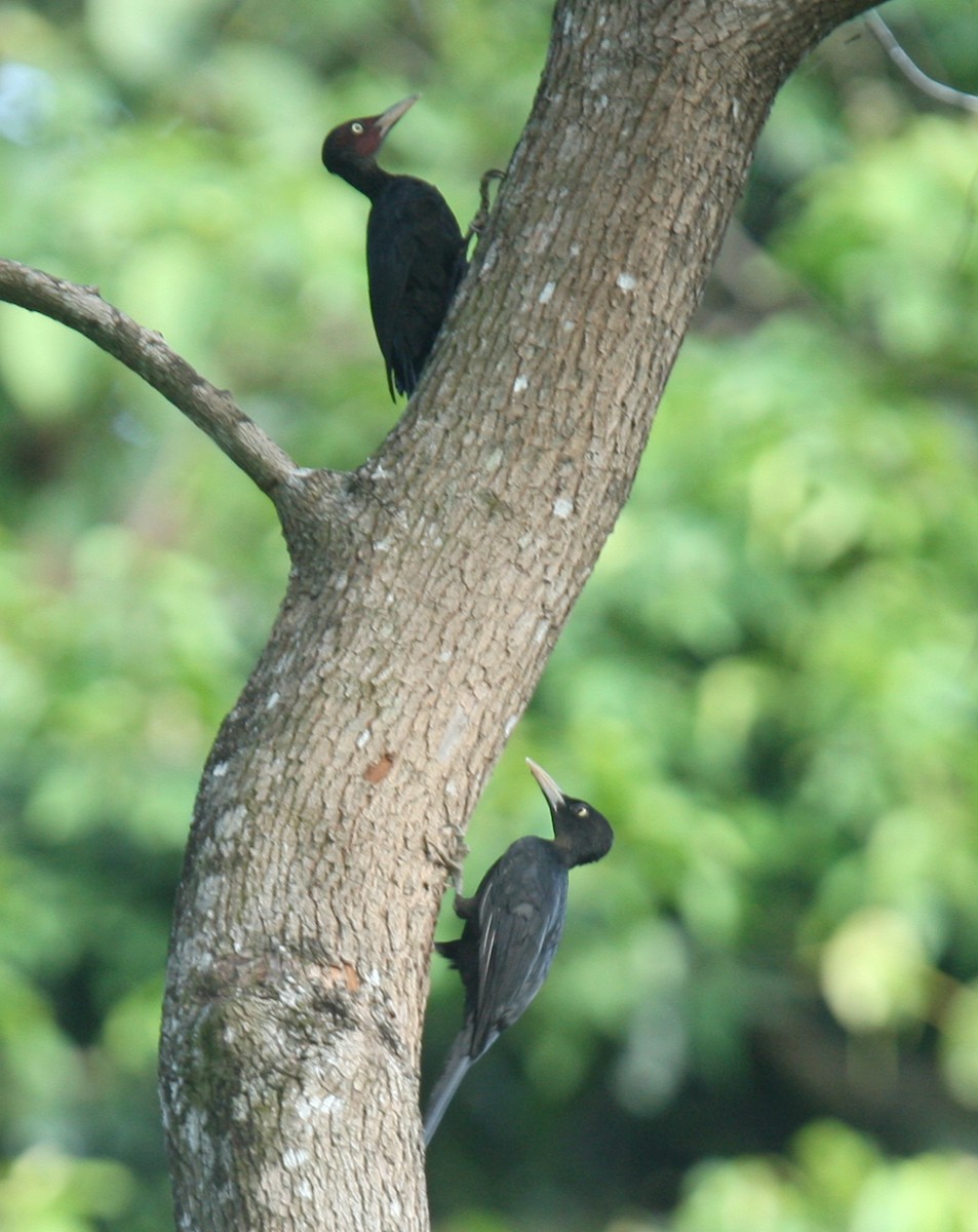 Northern Sooty-Woodpecker - ML254427141