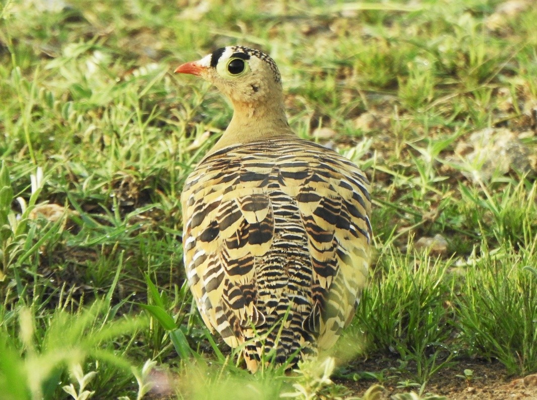 Painted Sandgrouse - ML254428681