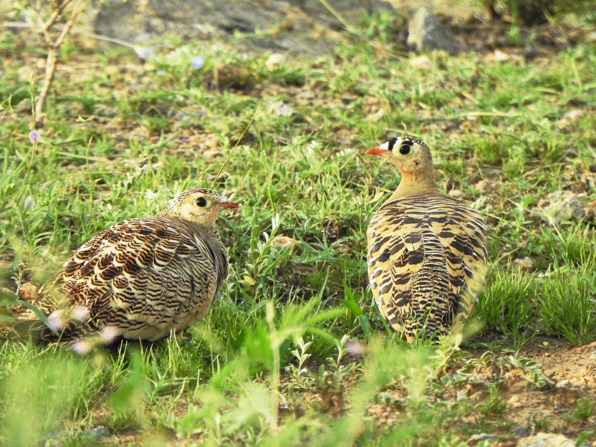 Painted Sandgrouse - ML254428761