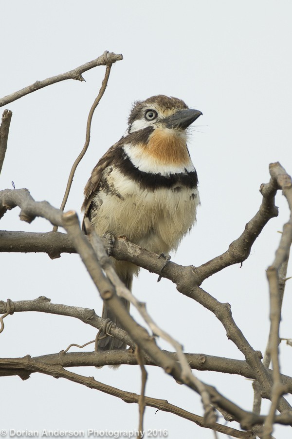 Russet-throated Puffbird - ML25443001