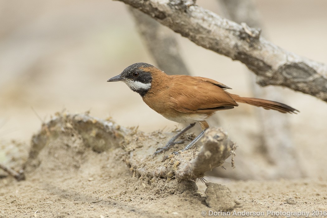 White-whiskered Spinetail - ML25443041