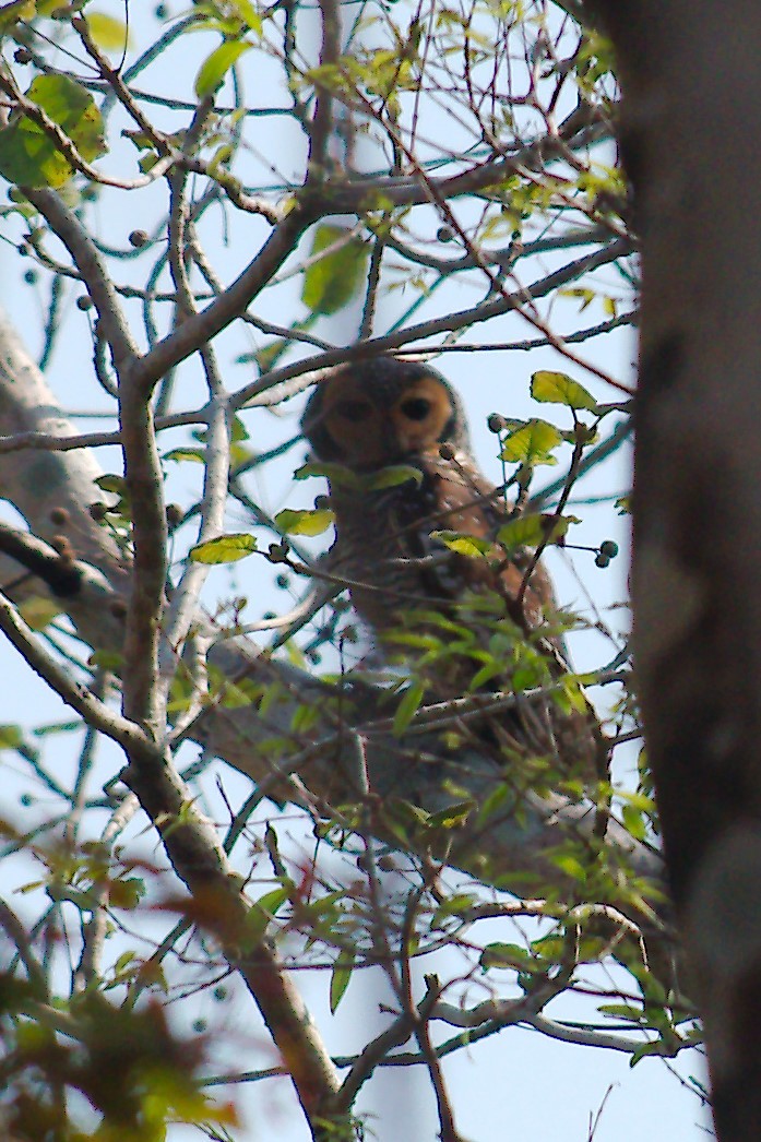 Spotted Wood-Owl - ML254430691