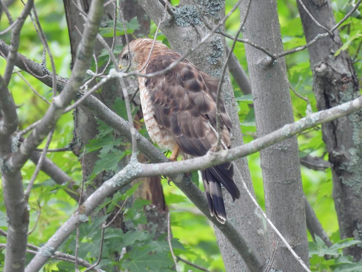 Broad-winged Hawk - ML254431751