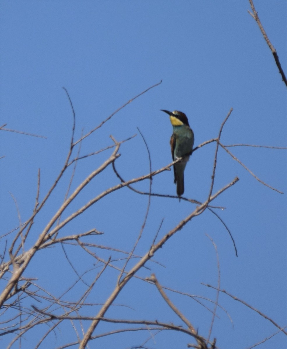 European Bee-eater - ML254436251