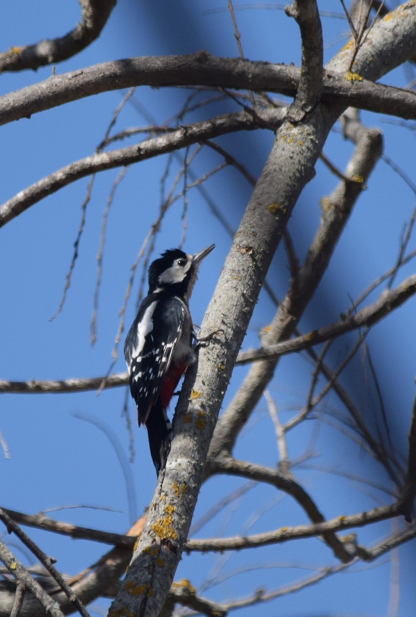 Great Spotted Woodpecker - Luís Santos