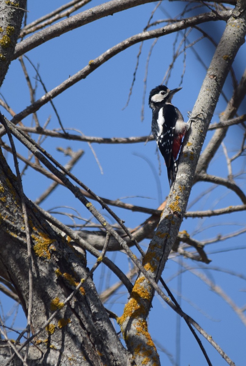 Great Spotted Woodpecker - Luís Santos