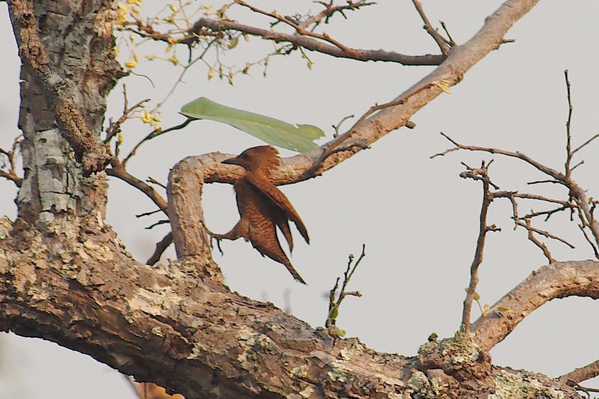 Rufous Woodpecker - ML254436471