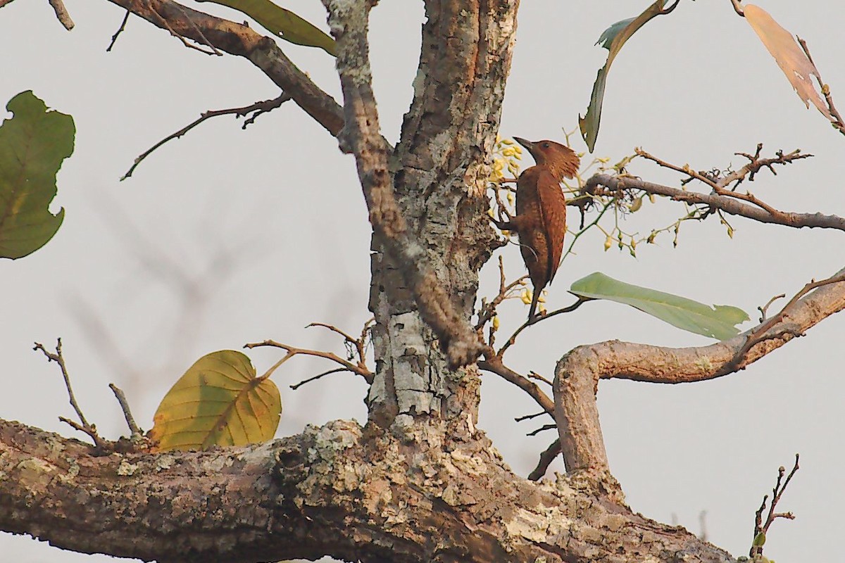 Rufous Woodpecker - ML254436481