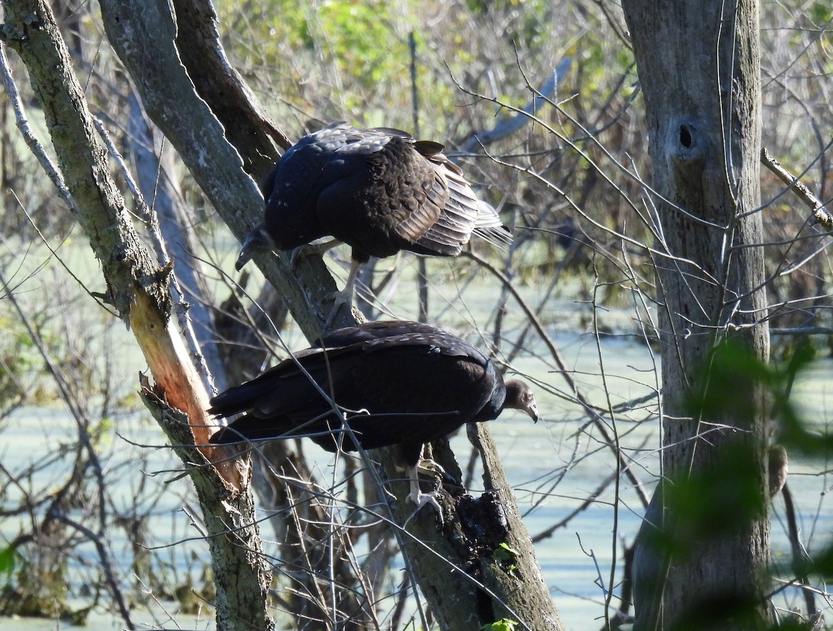 Turkey Vulture - ML254437301