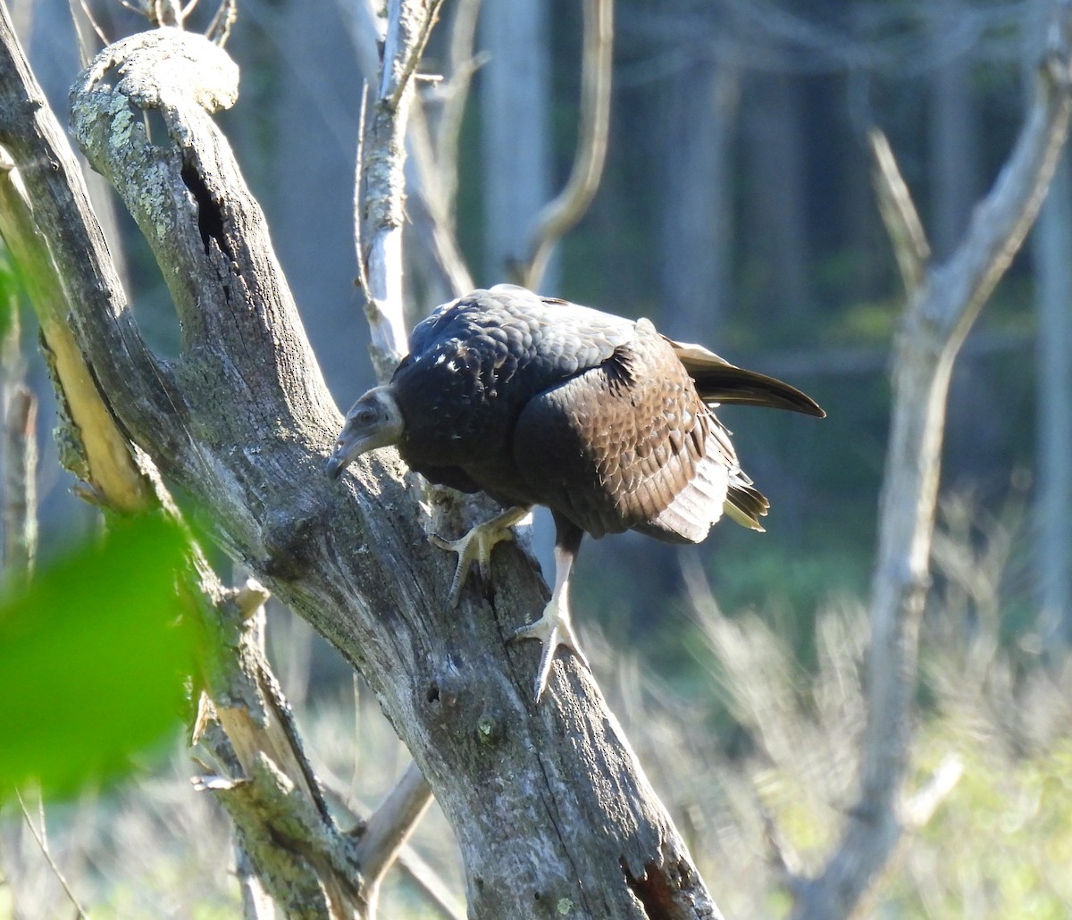 Turkey Vulture - ML254437311