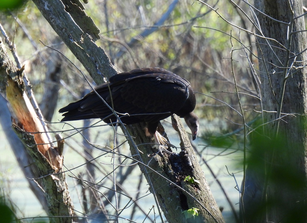 Turkey Vulture - ML254437331
