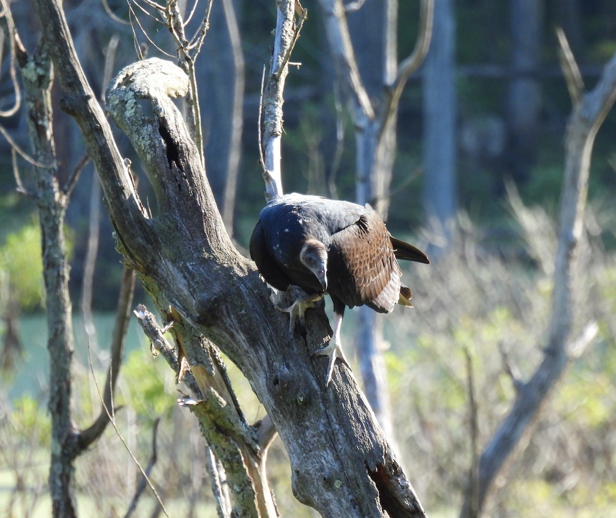 Turkey Vulture - ML254437341