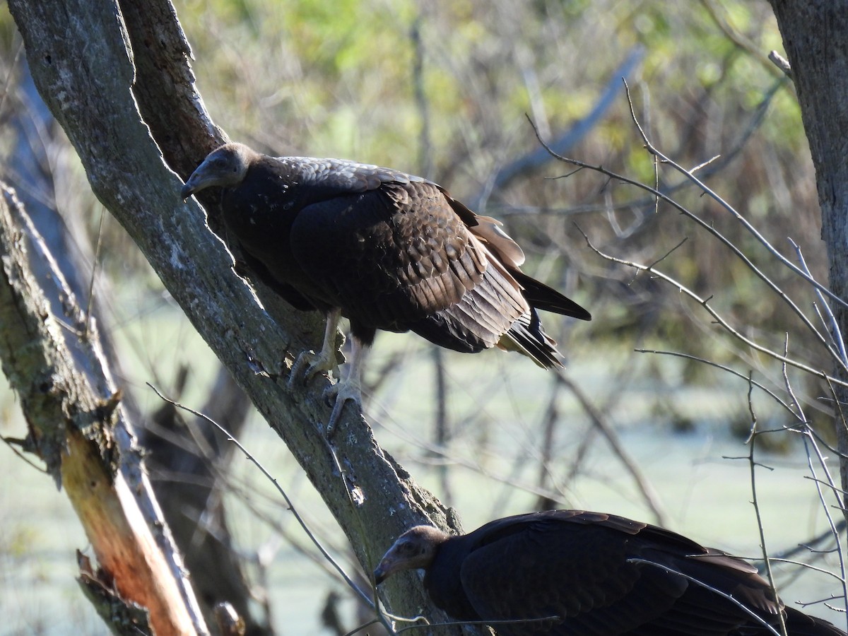 Turkey Vulture - ML254437351