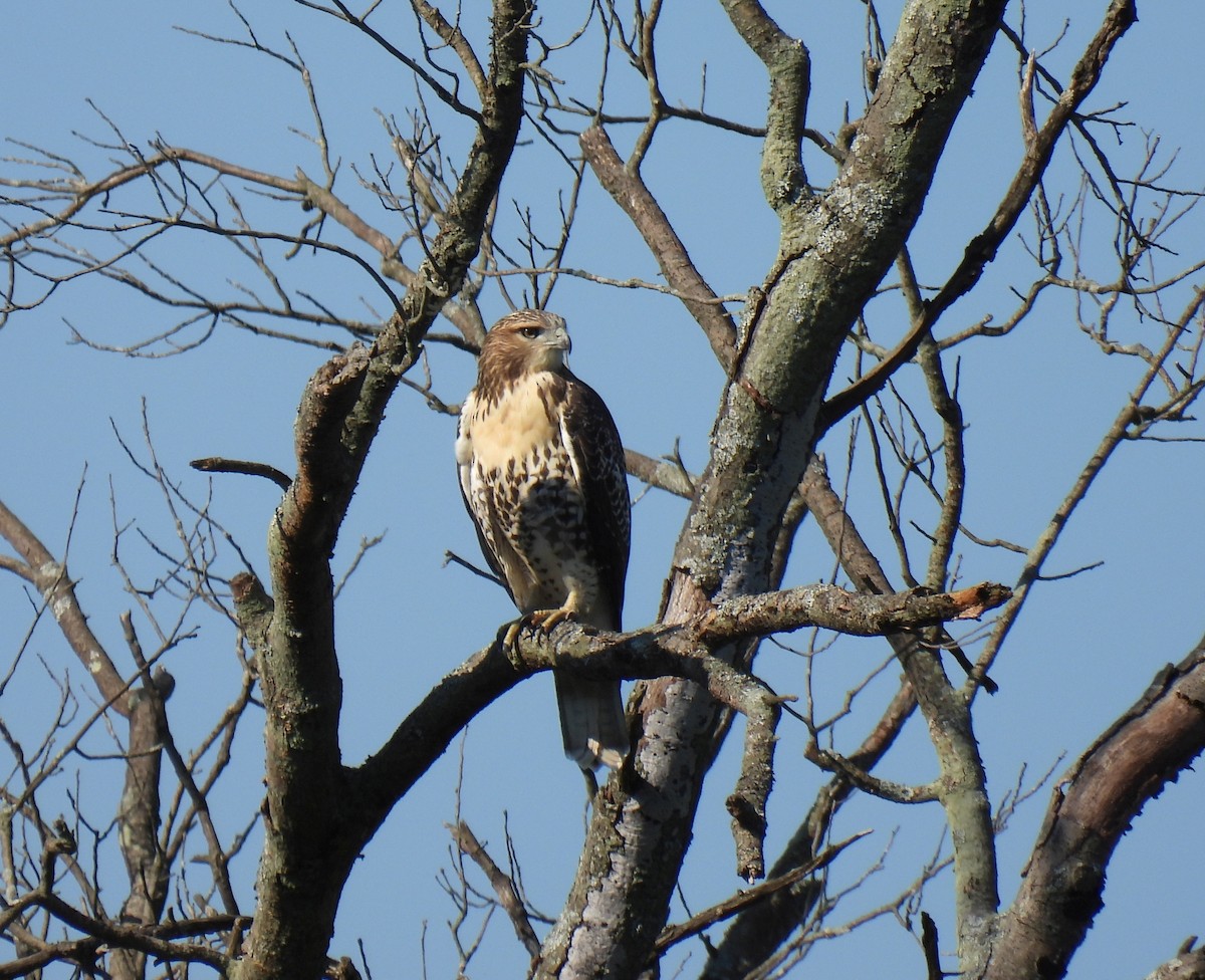 Red-tailed Hawk - ML254437361