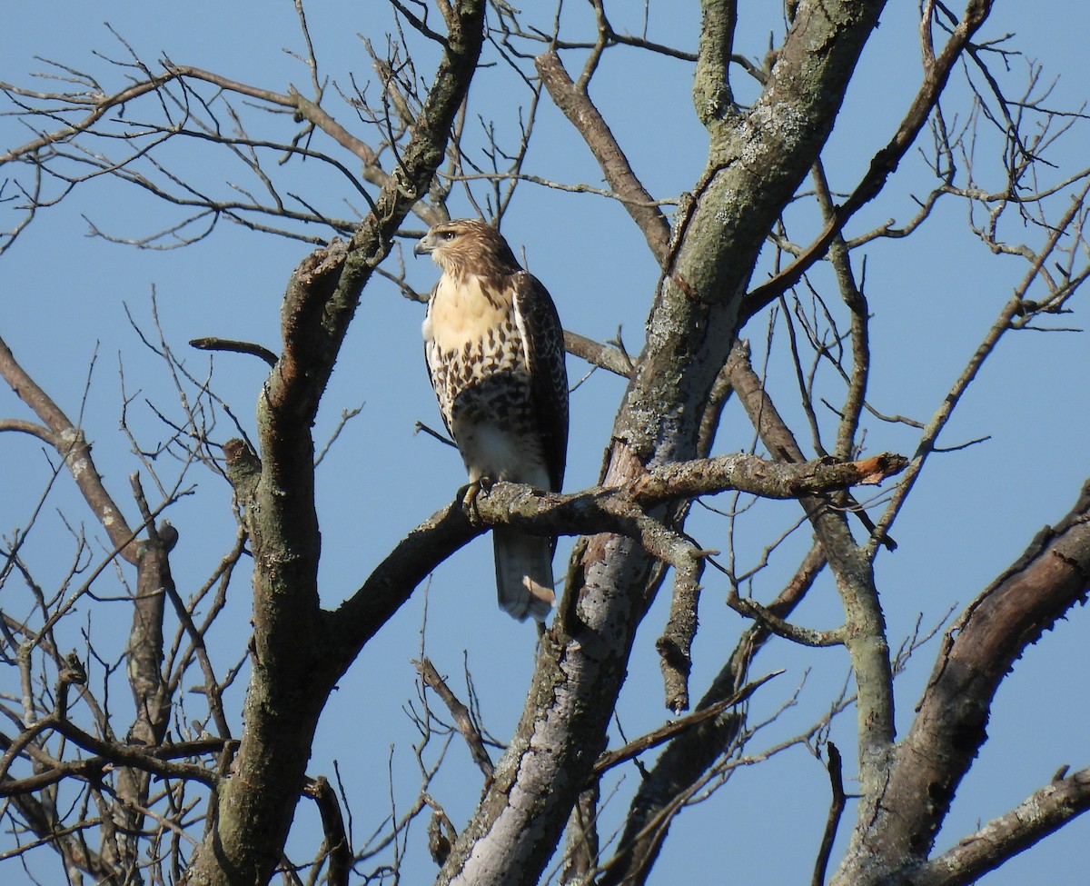 Red-tailed Hawk - ML254437371