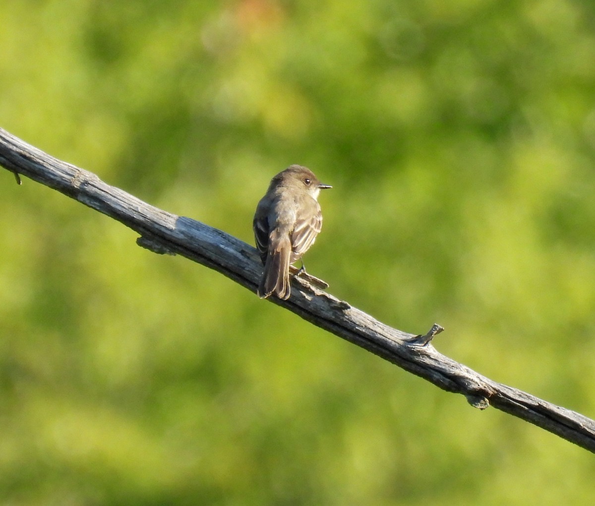 Eastern Phoebe - ML254437391