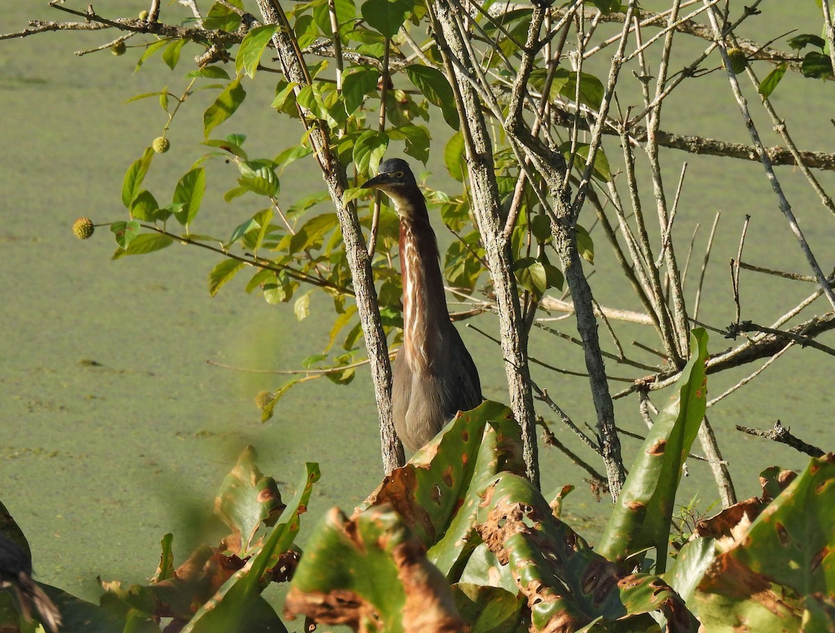 Green Heron - ML254437441