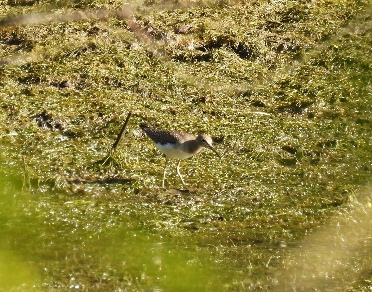 Solitary Sandpiper - ML254437451