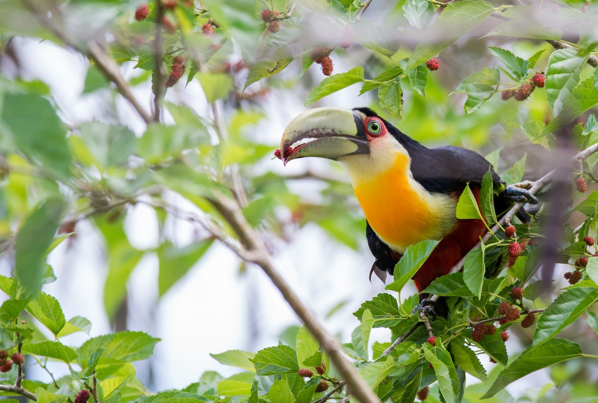 Red-breasted Toucan - ML254437681