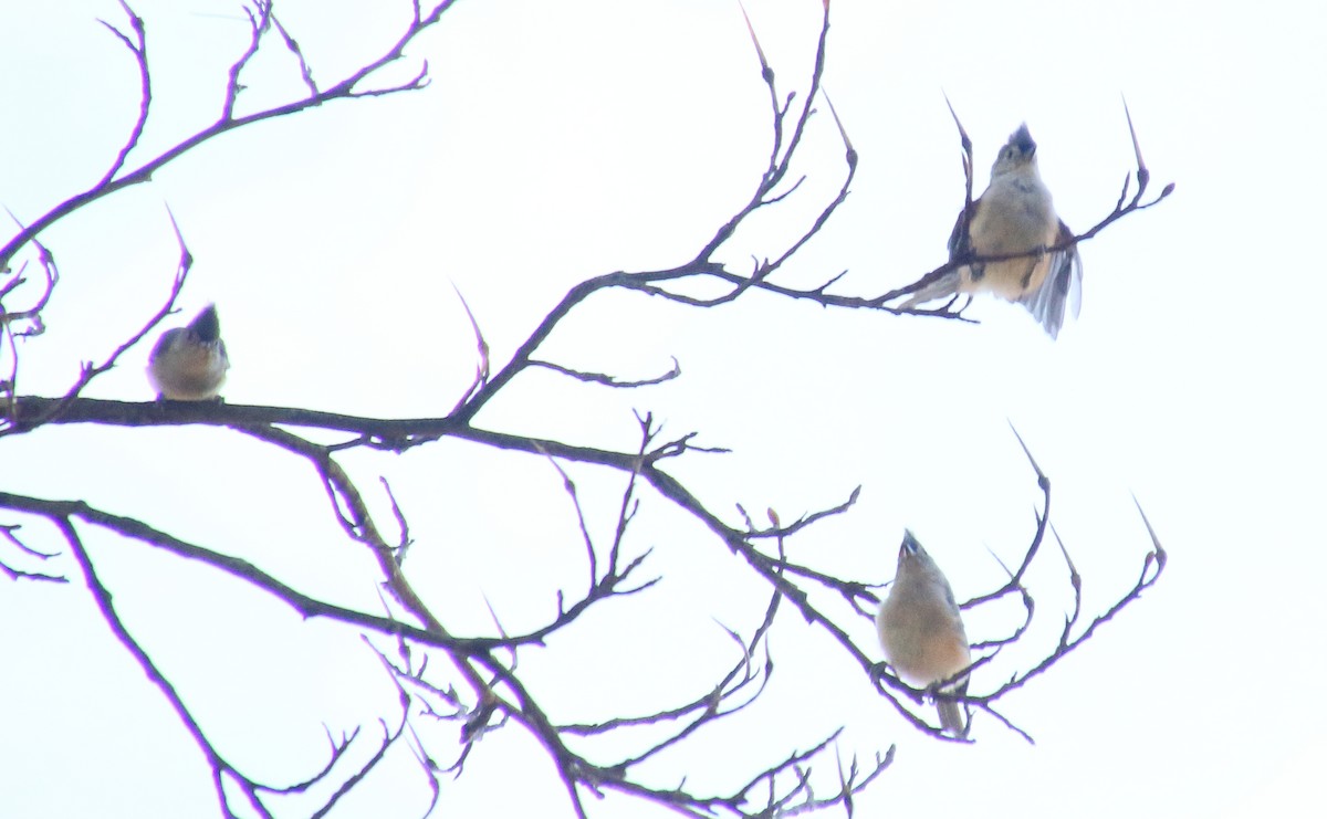 Tufted Titmouse - ML254440521