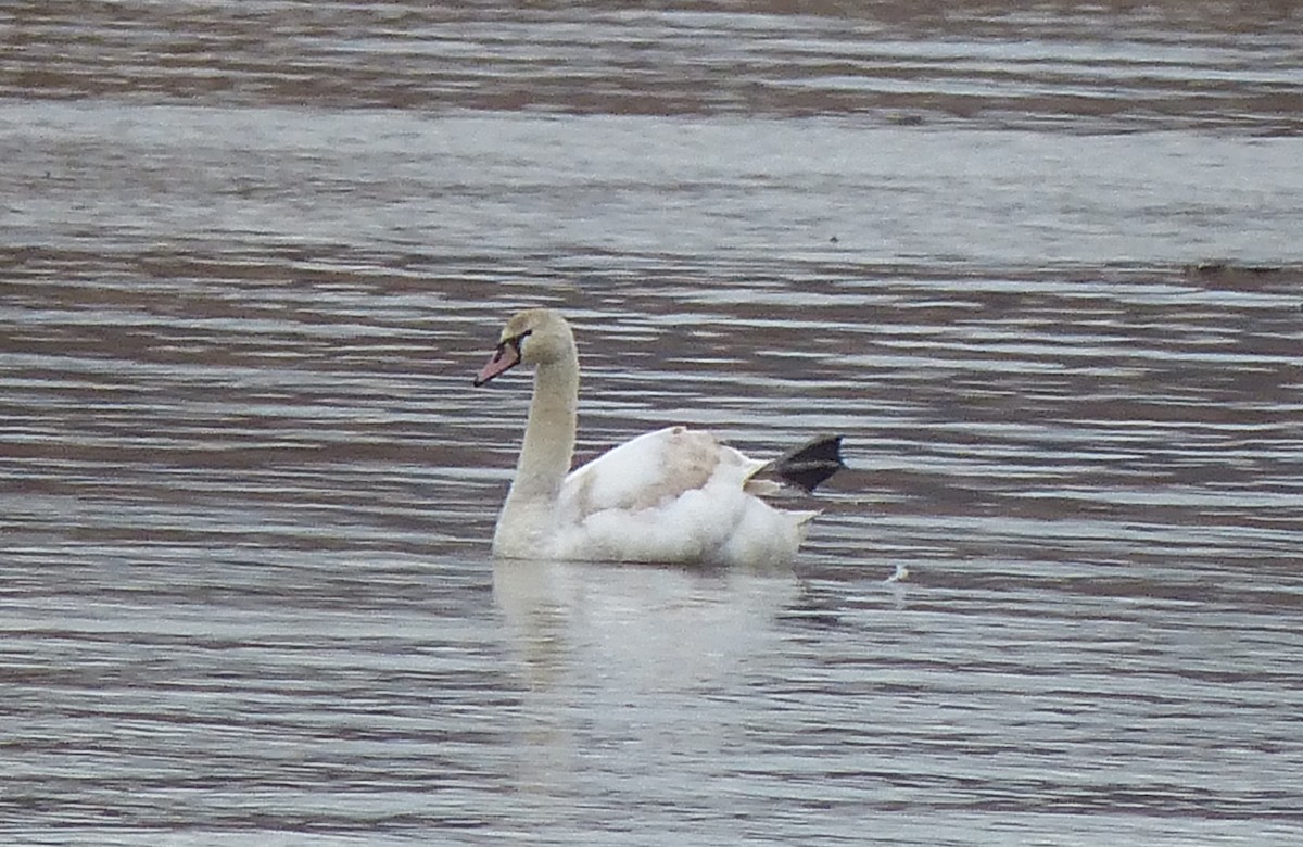 Mute Swan - Mike Birmingham