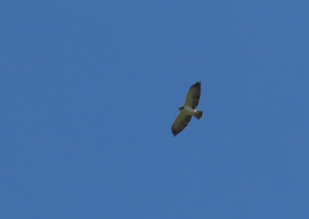 Short-tailed Hawk - Oliver  Komar