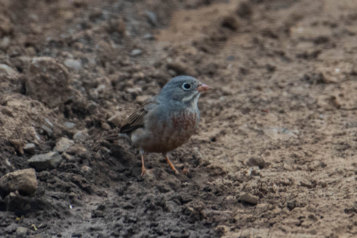 Gray-necked Bunting - Uday Agashe