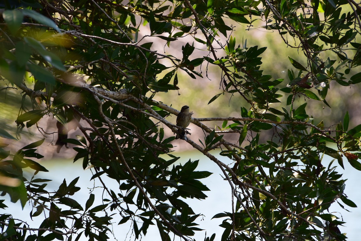 Yellow-rumped Warbler - ML254444951