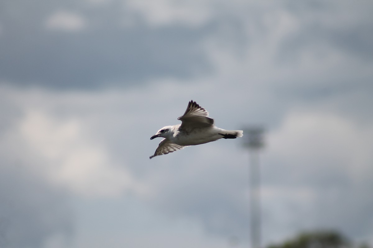 Gaviota Cabecinegra - ML254447921