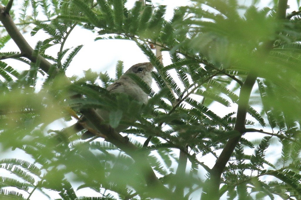 Sykes's Warbler - ML254448481