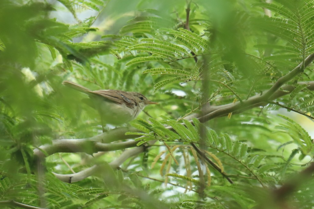 Sykes's Warbler - ML254448531